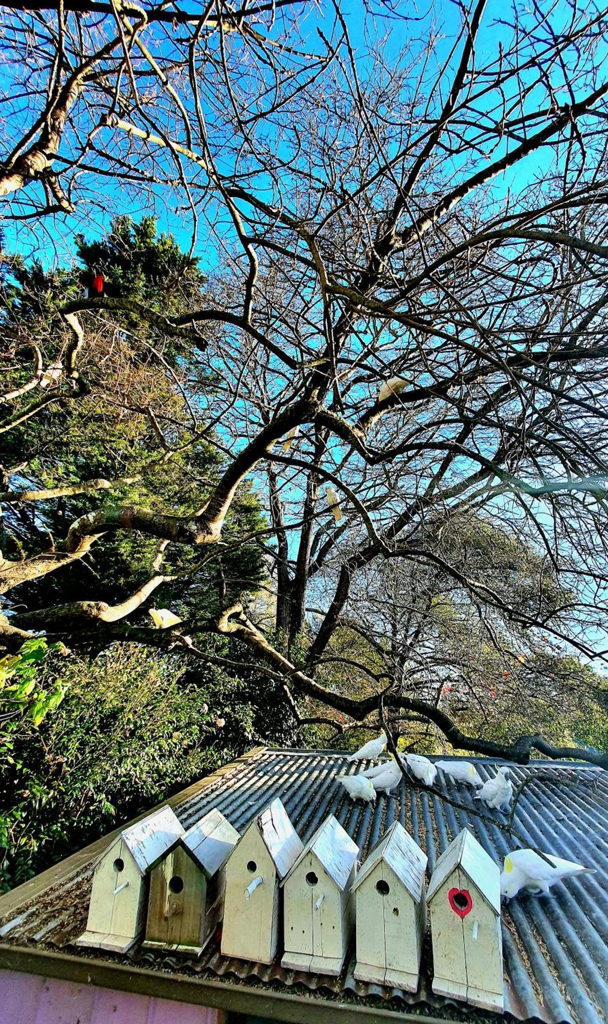 Bowral Road Art Gallery Bed And Breakfast Митагонг Екстериор снимка