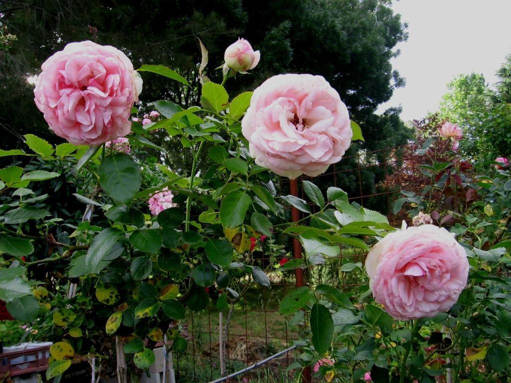 Bowral Road Art Gallery Bed And Breakfast Митагонг Екстериор снимка